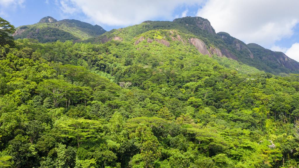 Foto 18: Coconut Climb - Mahé (Seychellen)