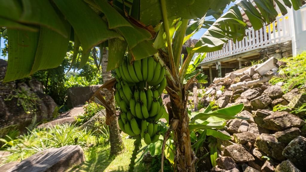 Photo 9: Touchdown Villa - Mahé (Seychelles)