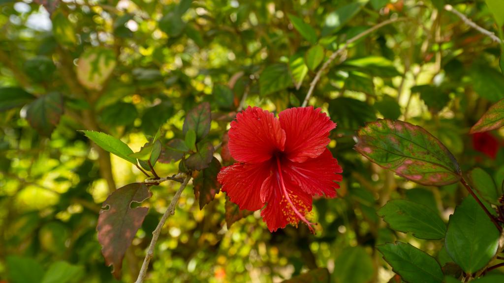 Foto 15: Roz Avel Villa - Mahé (Seychelles)