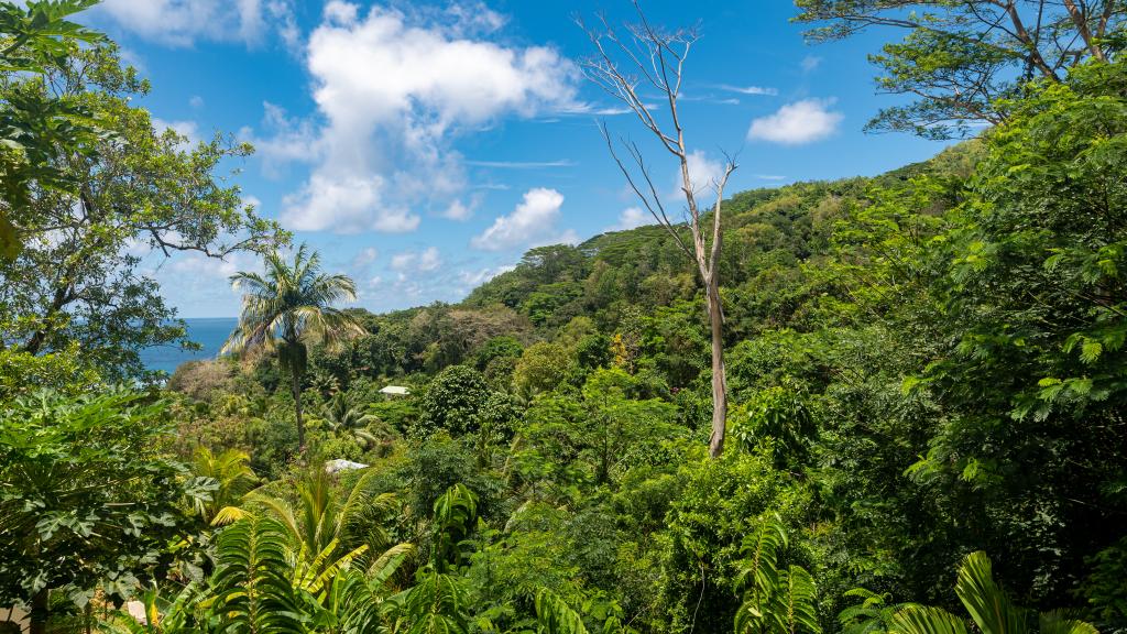 Photo 26: Bougainvillas Seychelles - Mahé (Seychelles)