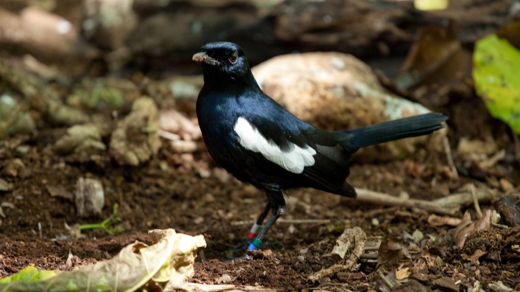 Photo 16: Silhouette Bird Watching Expedition - Seychelles (Seychelles)