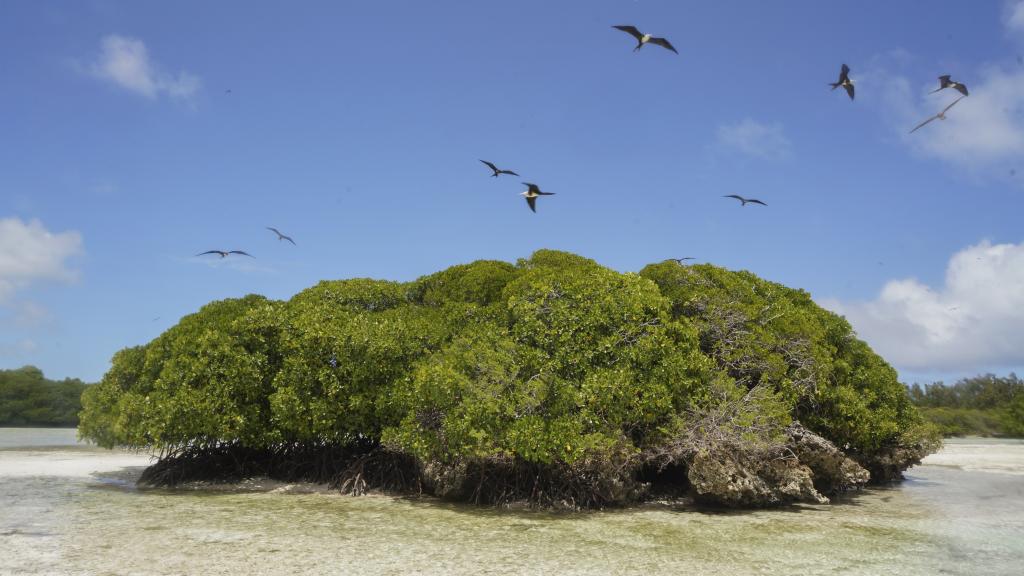 Foto 40: Silhouette Bird Watching Expedition - Seychellen (Seychellen)