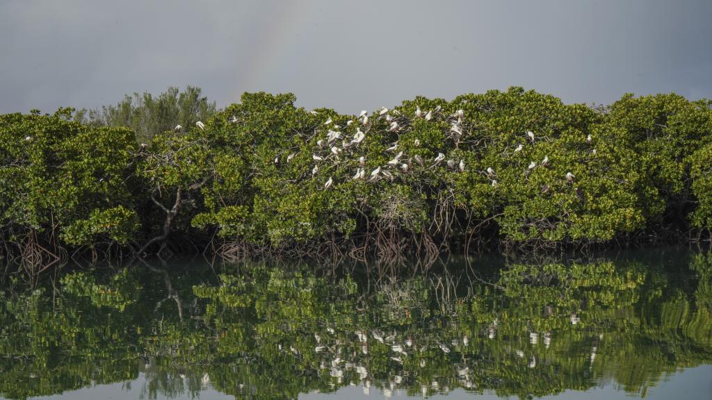 Foto 41: Silhouette Bird Watching Expedition - Seychellen (Seychellen)