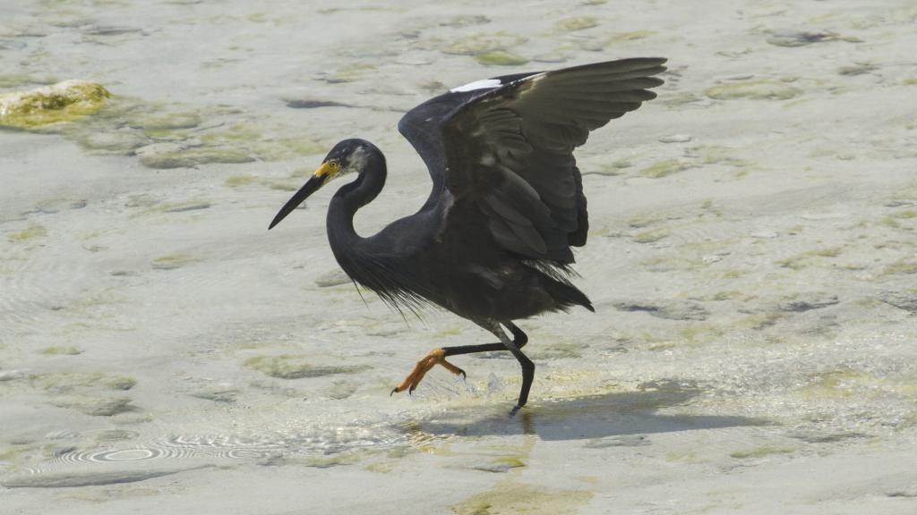 Photo 14: Silhouette Bird Watching Expedition - Seychelles (Seychelles)