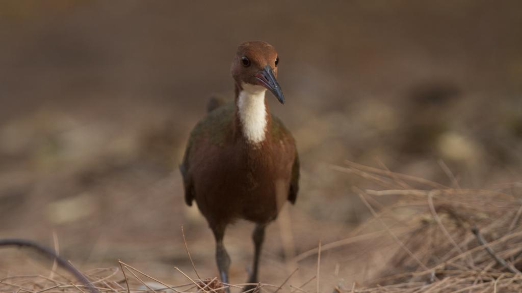 Photo 17: Silhouette Bird Watching Expedition - Seychelles (Seychelles)