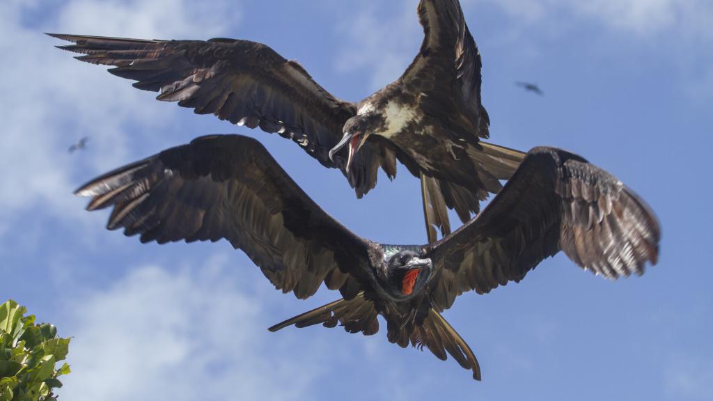 Photo 11: Silhouette Bird Watching Expedition - Seychelles (Seychelles)