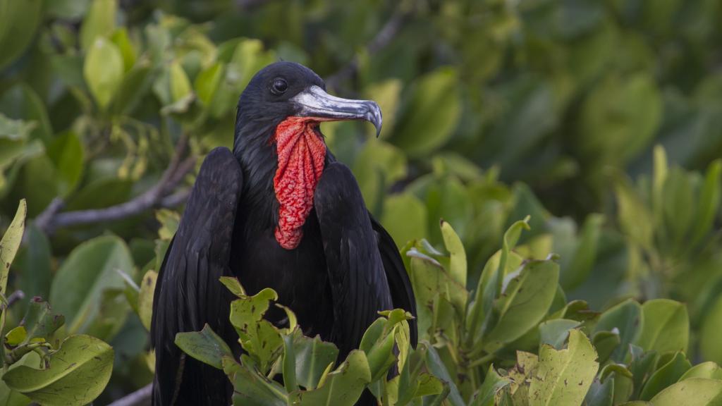 Photo 10: Silhouette Bird Watching Expedition - Seychelles (Seychelles)