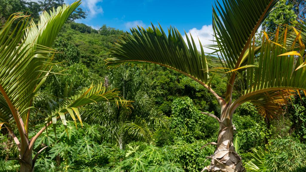 Foto 16: Creole Pearl Self Catering - Mahé (Seychelles)