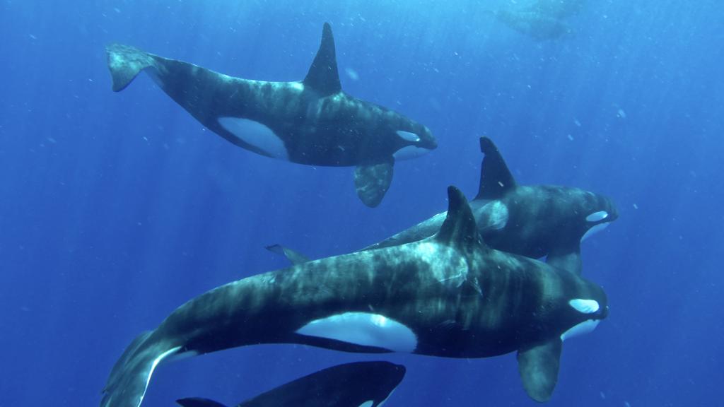 Foto 9: Silhouette Whales and Dolphins Expedition - Seychelles (Seychelles)