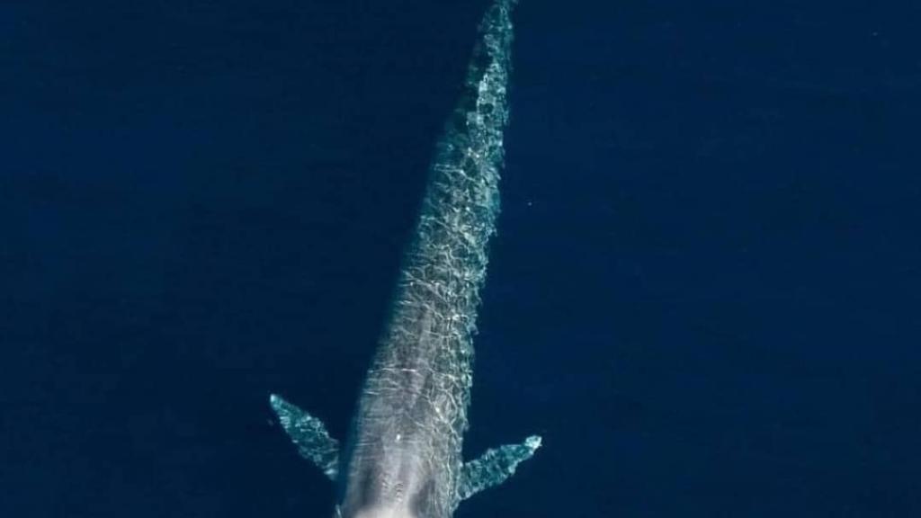 Foto 11: Silhouette Whales and Dolphins Expedition - Seychelles (Seychelles)