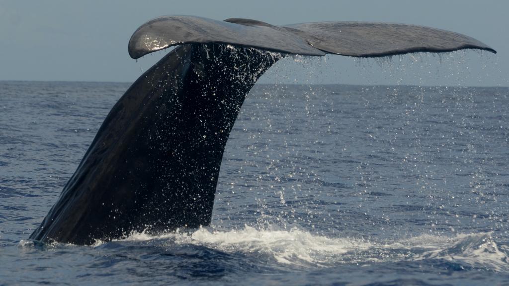 Foto 3: Silhouette Whales and Dolphins Expedition - Seychellen (Seychellen)