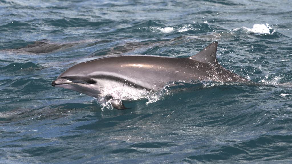 Foto 6: Silhouette Whales and Dolphins Expedition - Seychelles (Seychelles)