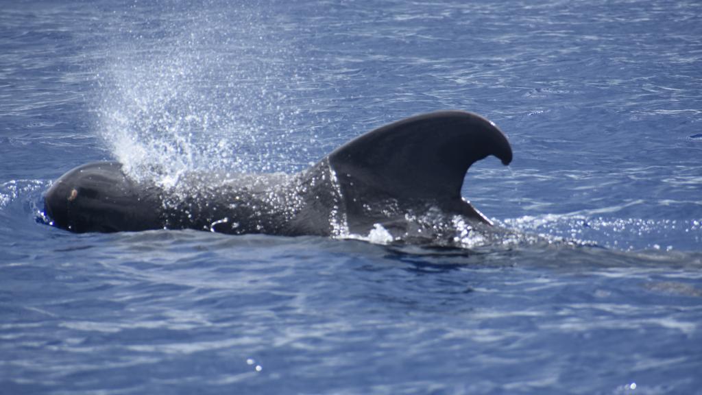 Foto 13: Silhouette Whales and Dolphins Expedition - Seychelles (Seychelles)