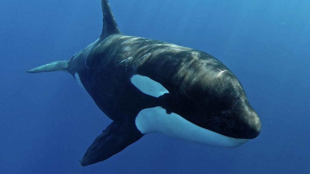 Foto 10: Silhouette Whales and Dolphins Expedition - Seychelles (Seychelles)