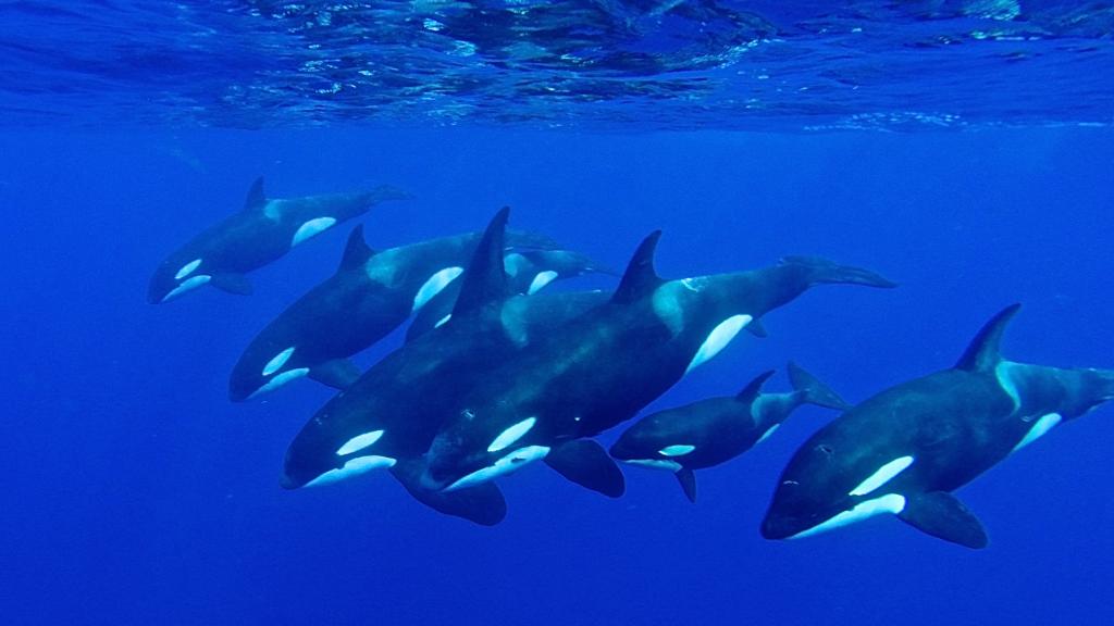 Foto 8: Silhouette Whales and Dolphins Expedition - Seychelles (Seychelles)