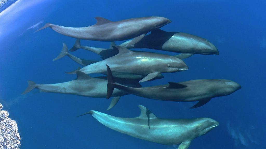 Foto 7: Silhouette Whales and Dolphins Expedition - Seychelles (Seychelles)