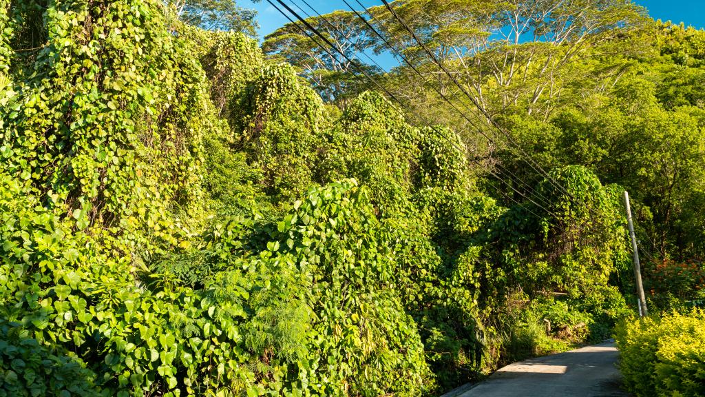 Photo 37: Milles Montagnes Residence - Mahé (Seychelles)