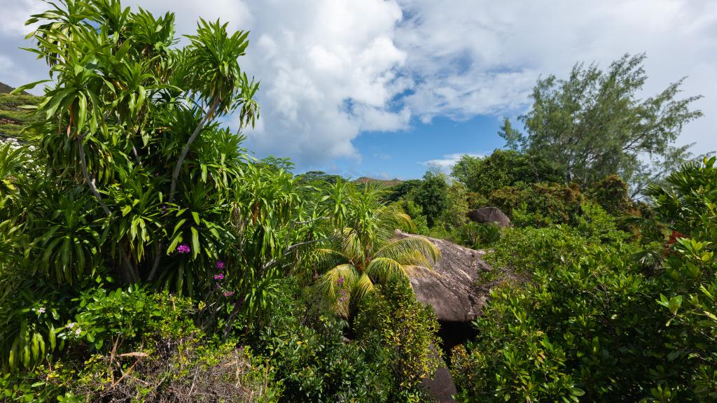 Photo 19: Jardin Marron - Praslin (Seychelles)