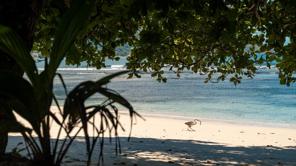 Foto 30: Crystal Shores Self Catering Apartments - Mahé (Seychellen)