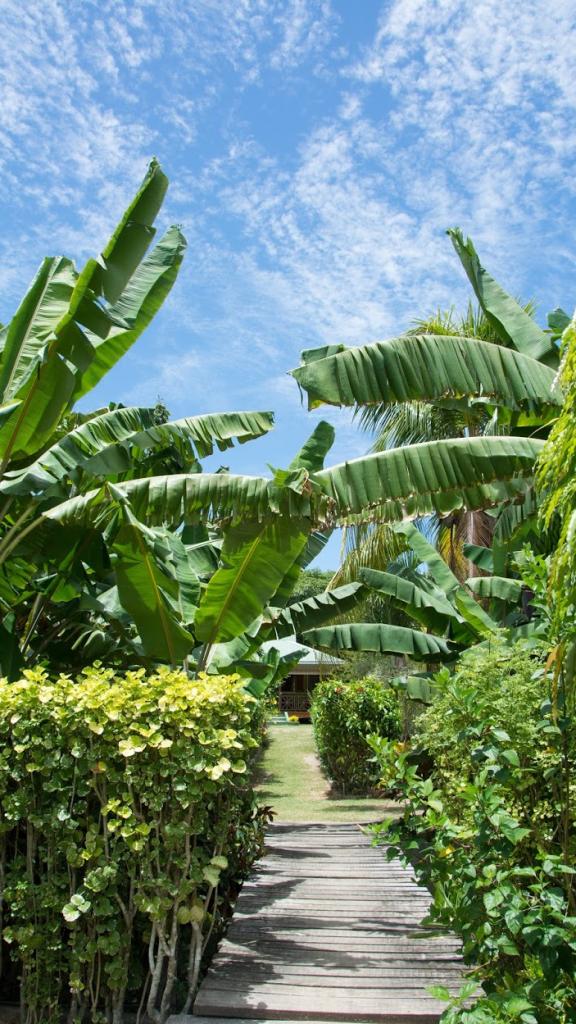 Photo 14: Bois d'Amour - La Digue (Seychelles)