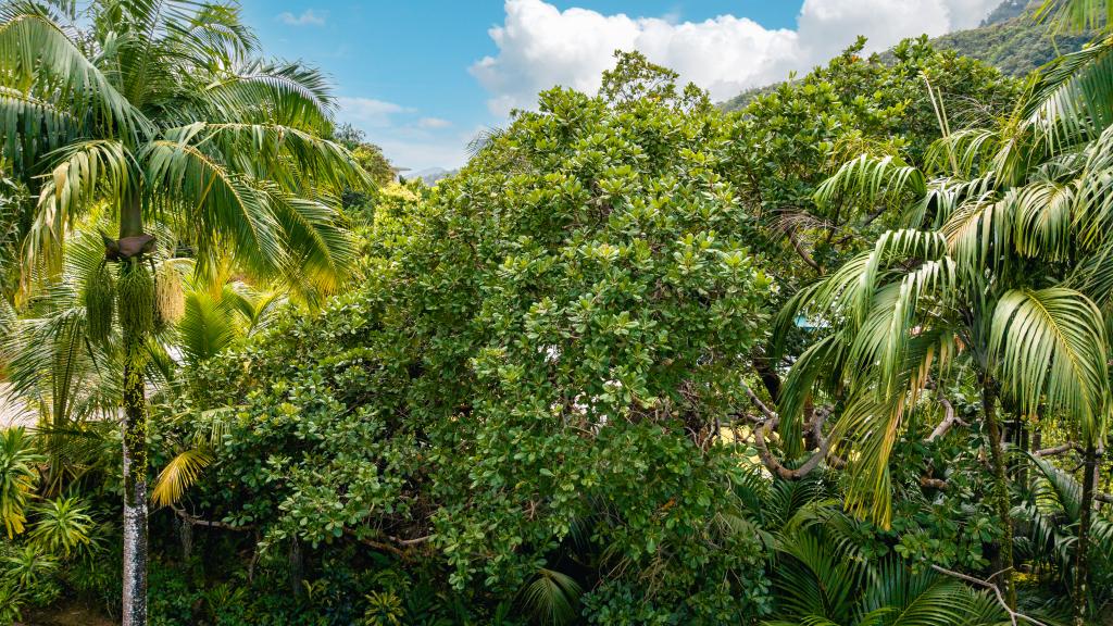 Foto 12: Cashew Nut Grove Chalets - Mahé (Seychelles)