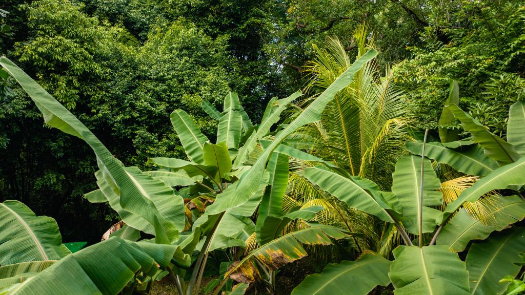 Foto 13: Cashew Nut Grove Chalets - Mahé (Seychellen)