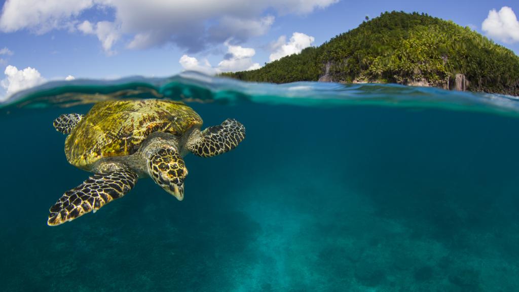 Photo 10: Fregate Island Private - Fregate Island (Seychelles)