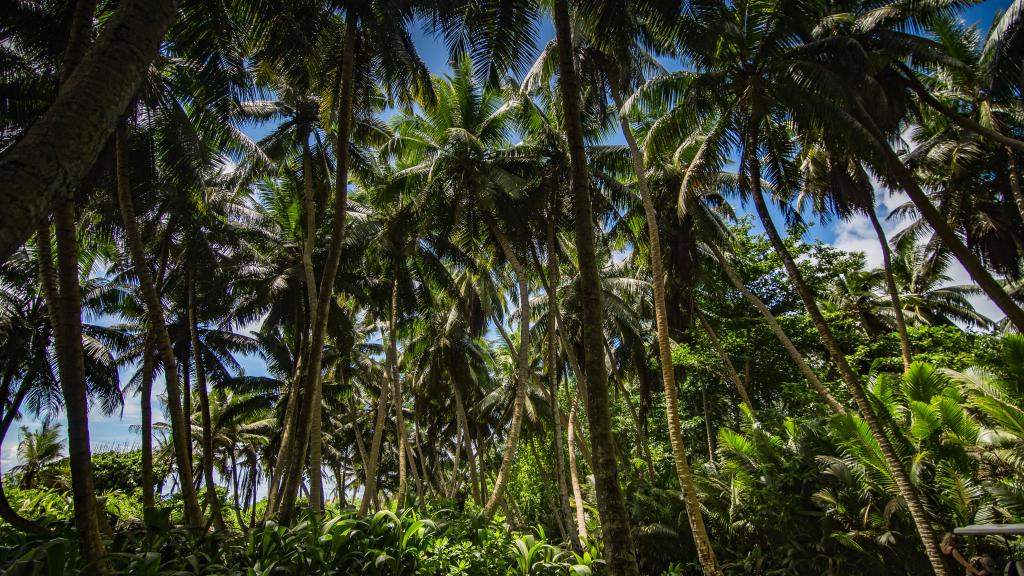 Photo 87: Fregate Island Private - Fregate Island (Seychelles)