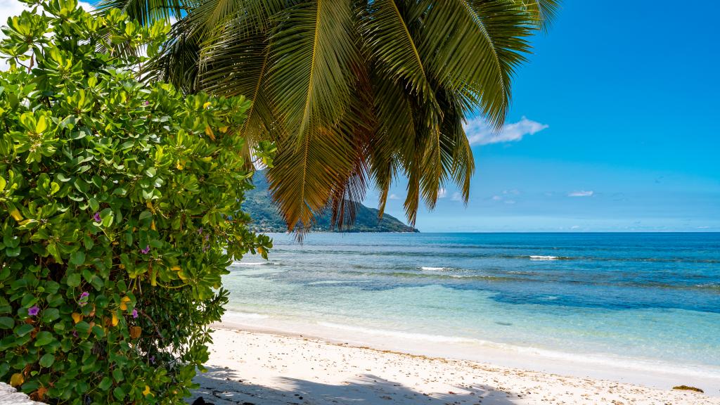 Photo 44: The Salty Palms - Mahé (Seychelles)