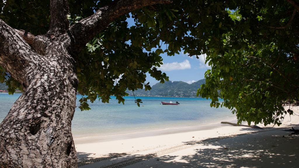 Photo 37: L'Habitation - Cerf Island (Seychelles)