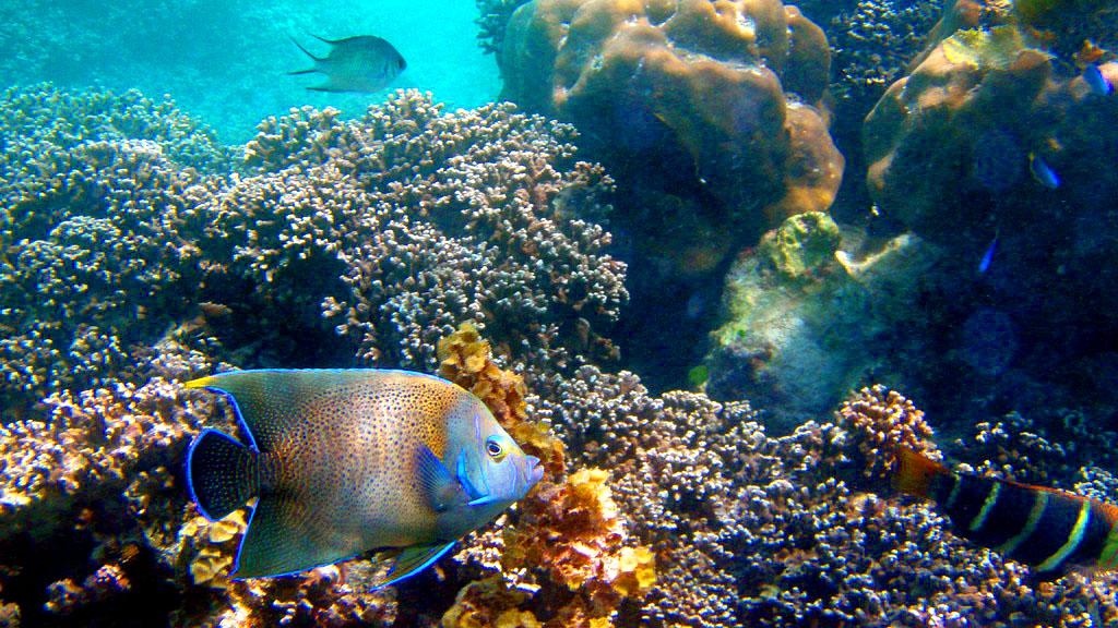 Photo 42: L'Habitation - Cerf Island (Seychelles)