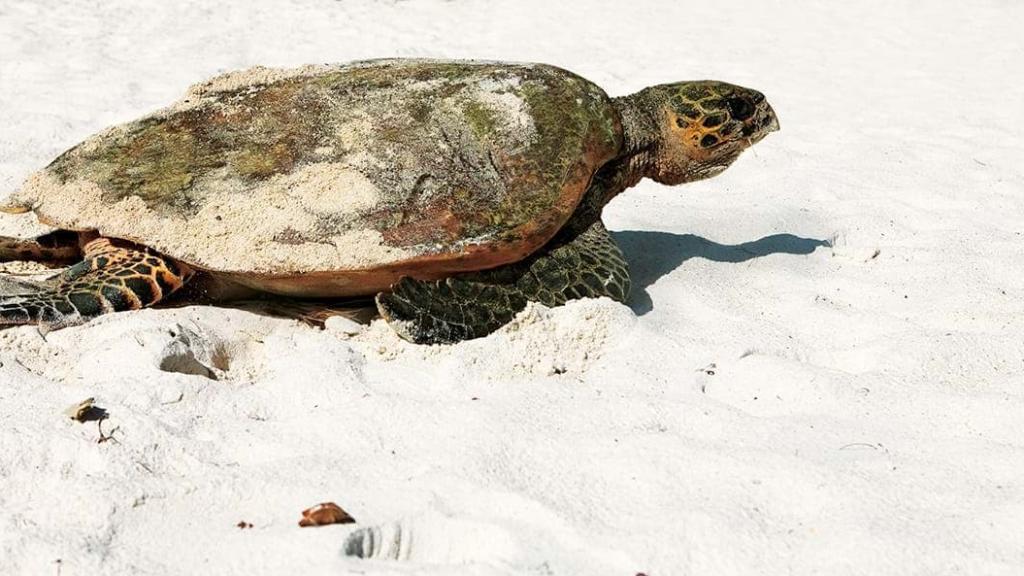 Foto 66: Constance Lémuria Seychelles - Praslin (Seychelles)