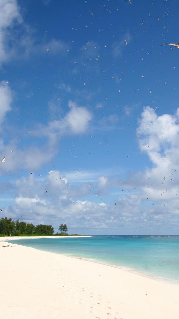 Foto 13: Bird Island Beaches - Altre isole (Seychelles)