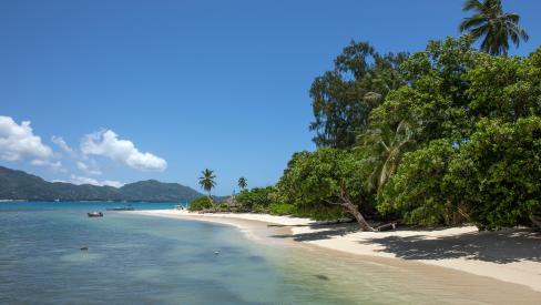 Takamaka Beach, Cerf