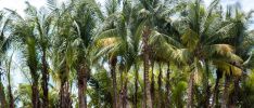 Escursione: Creole - Sister, Coco & Félicité - Crociera guidata di un'intera giornata in catamarano con pranzo