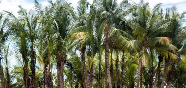 Creole - Sister, Coco & Félicité - Full day guided catamaran cruise with lunch