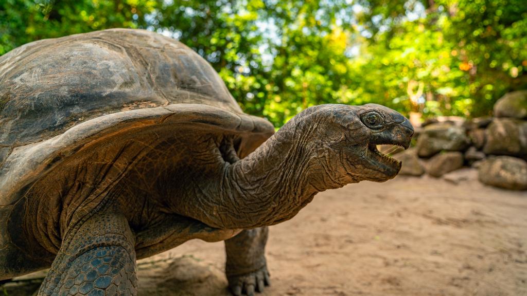 Riesenschildkröte auf den Seychellen