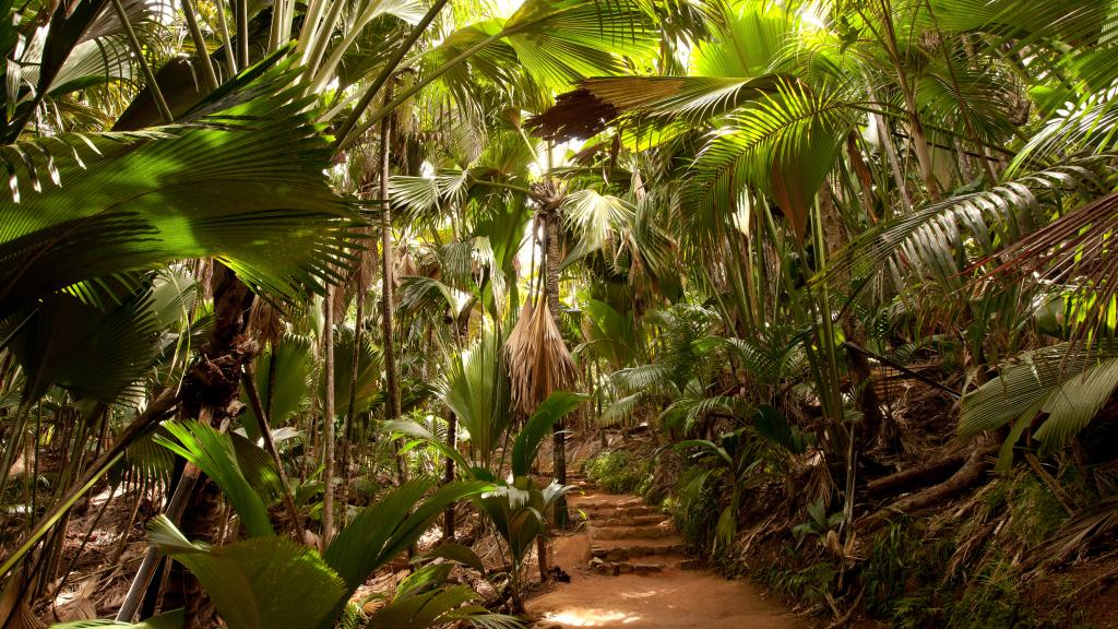 Naturpark Vallee de Mai auf Praslin