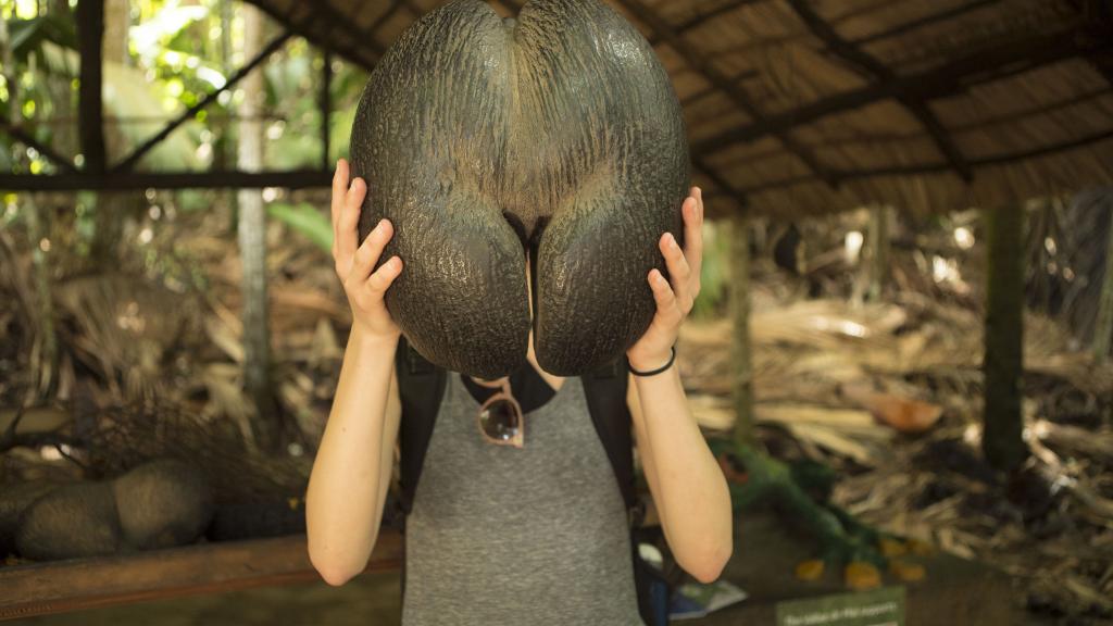 Coco de Mer im Vallee de Mai