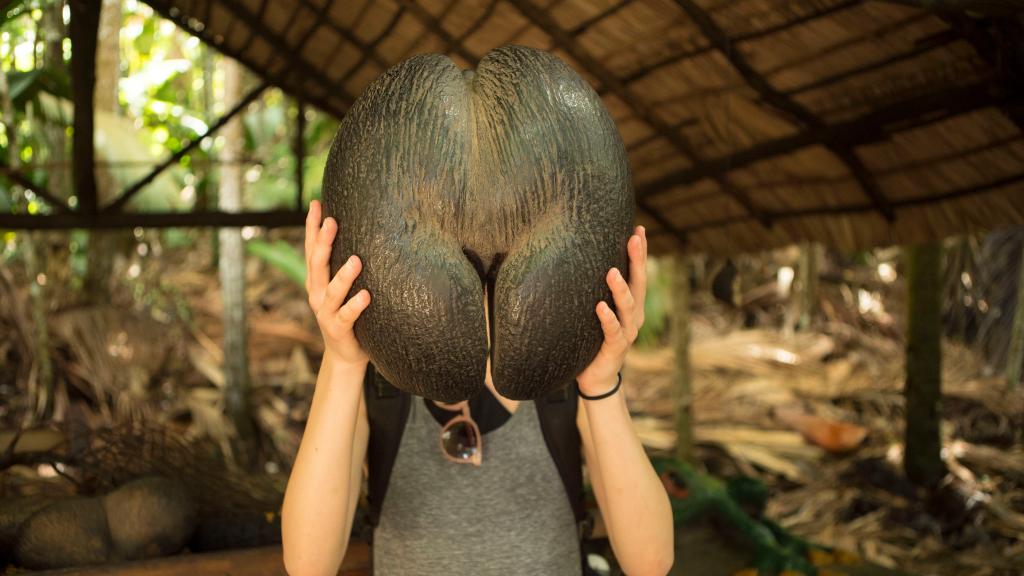 Coco de Mer Coco de Mer