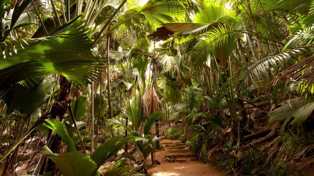 Vallée de Mai, Praslin Vallée de Mai, Praslin