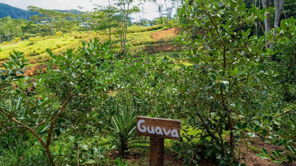 Zahlreiche Früchte wachsen im Vallée des Fruits Zahlreiche Früchte wachsen im Vallée des Fruits