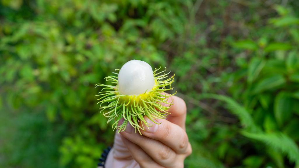 Rambutan ähnelt dem Geschmack von Litschis Rambutan ähnelt dem Geschmack von Litschis