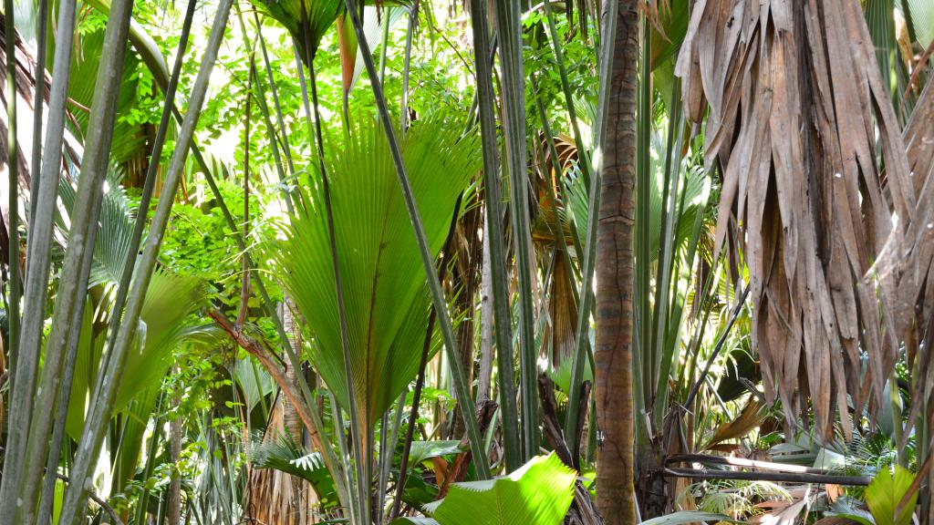 Una grandiosa foresta vergine: la Vallée de Mai a Praslin.