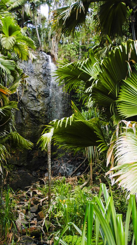 La Vallée de Mai è stata riconosciuta Patrimono Mondiale dell’Umanità dall’UNESCO.