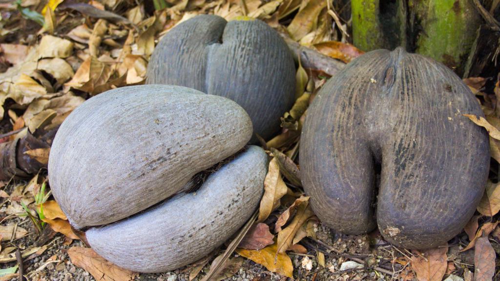 Coco de Mer Coco de Mer