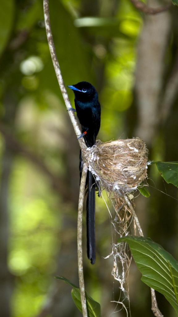 Il Pigliamosche del paradiso delle Seychelles è una specie di uccello endemica delle Seychelles (© Seychelles Tourism Board, Gerard Larose)