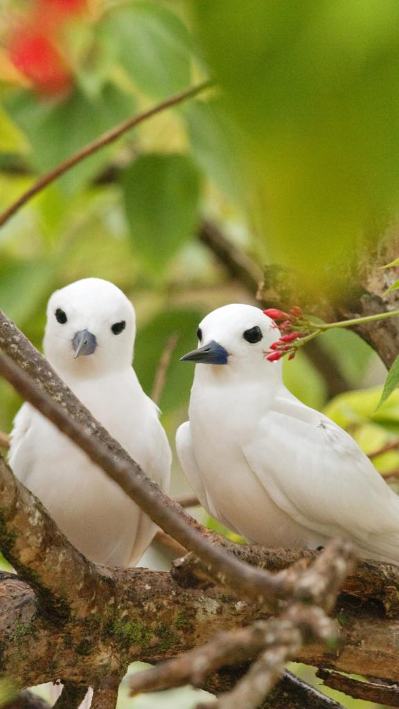 Le incantevoli sterne bianche sono una delle specie più belle delle Seychelles.