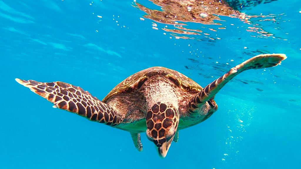 Tortue de mer au large de Coco Island Tortue de mer au large de Coco Island