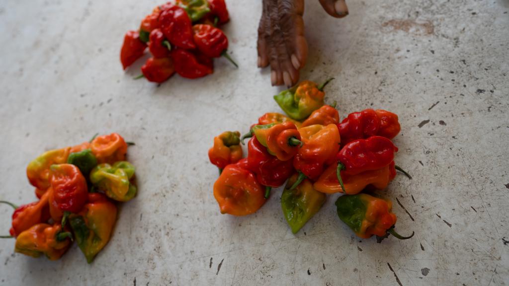 Frischer Chili wird in zahlreichen Rezepten verwendet Frischer Chili wird in zahlreichen Rezepten verwendet